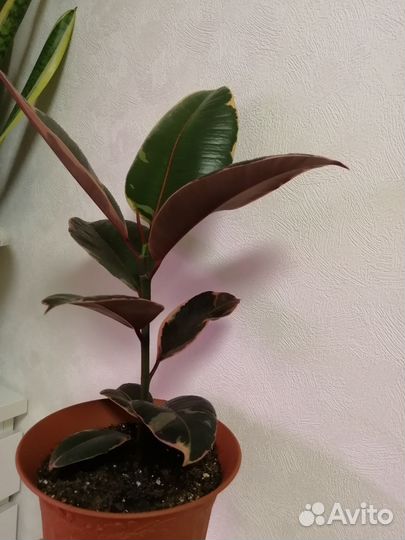 Фикус Белиз