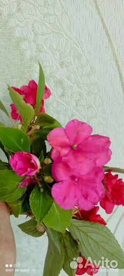 Бальзамин ванька мокрый