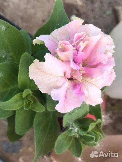 Рассада петунии,и не только