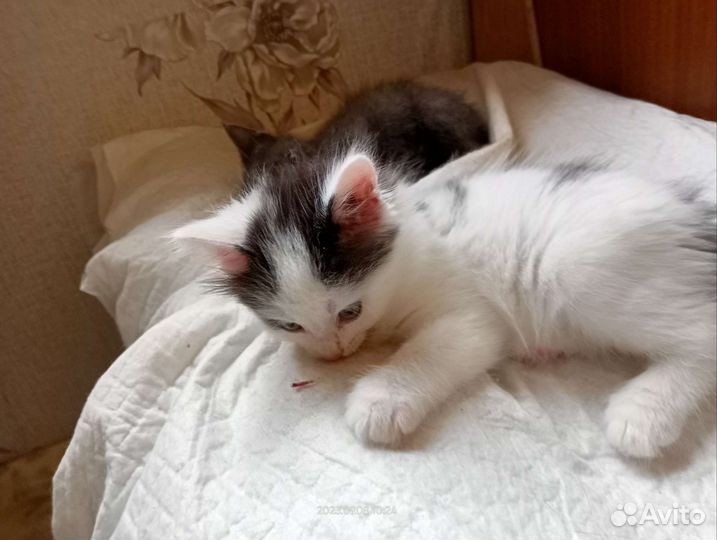 Кошка в дар