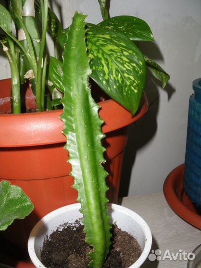 Молочай трехгранный (эуфорбия тригона) -комн. раст