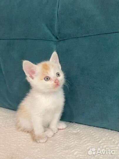 Рыжий котенок мальчик в добрые руки