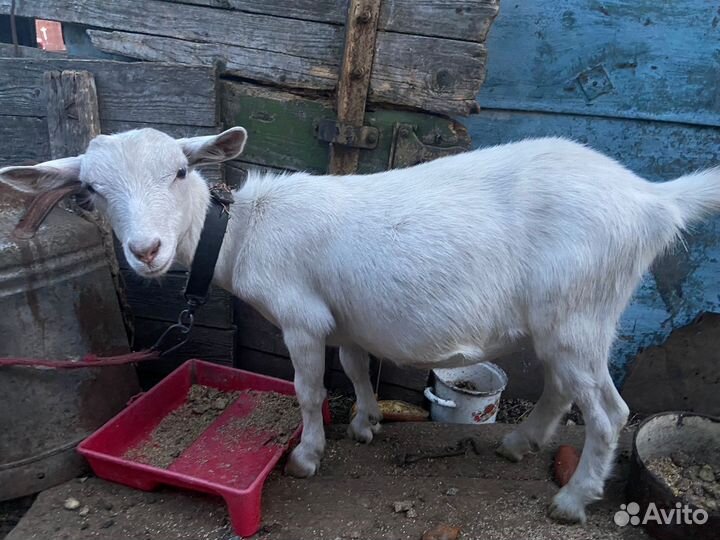 Коза дойная молочная