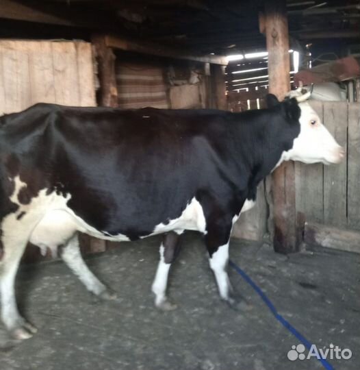 Корова дойная