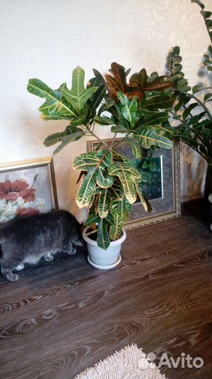 Кодиеум кротон