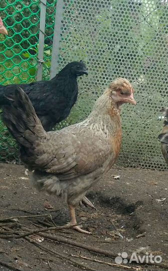 Легбар кремовый: племенные петушки