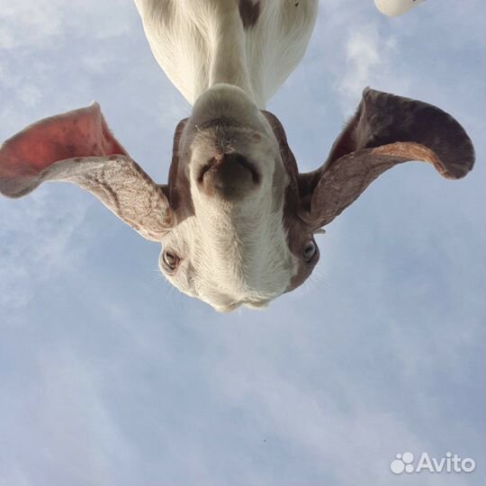 Козье молоко