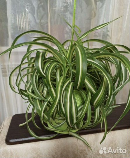 Хлорофитум кудрявый