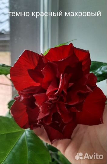 Гибискус китайская роза