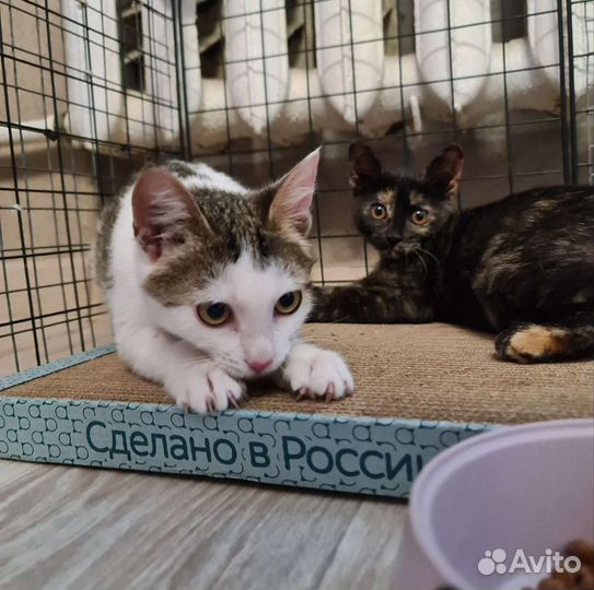 Котята-девчата. Стерилизация в подарок