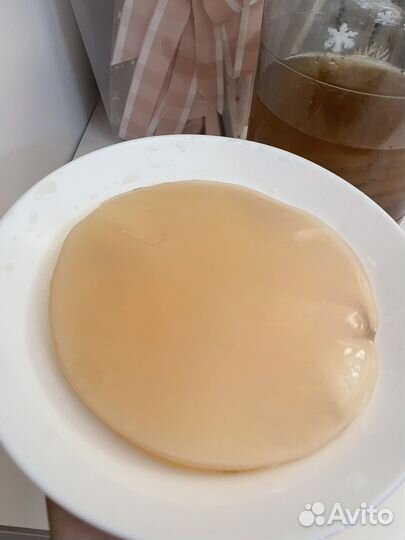 Чайный гриб Комбуча Джун Jun