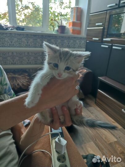 Кошка в дар бесплатно