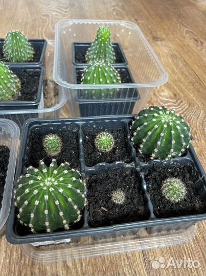 Кактусы цветущие