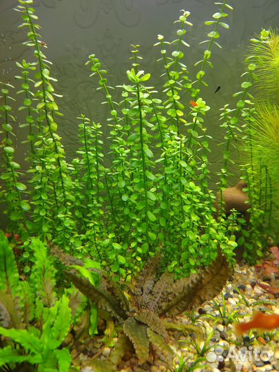 Расстения для аквариума