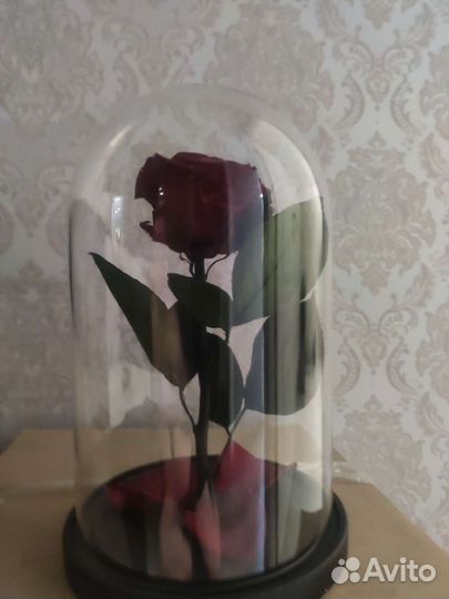 Роза в колбе