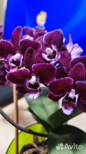 Орхидея фаленопсис
