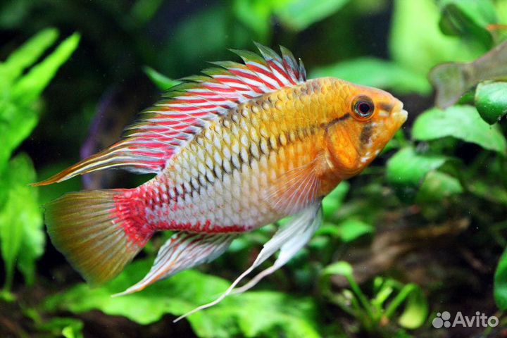 Цихлида Апистограмма Хонгсло