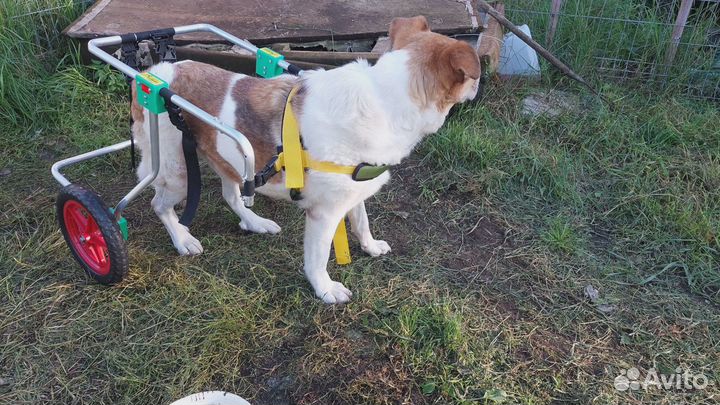 Собака инвалид