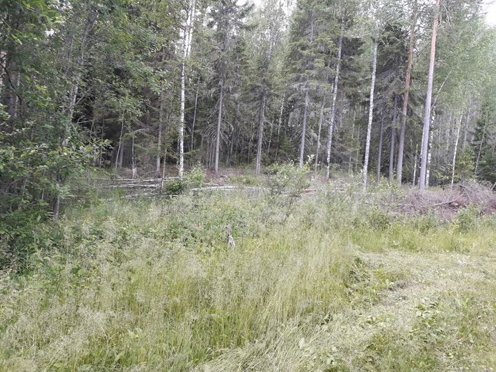 Участок 10 сот. (СНТ, ДНП)