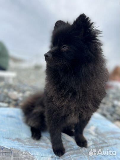 Шпиц вязка девочка