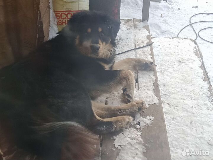 Собака хотошо вязка кобель