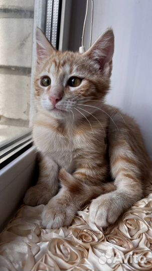 Маленький Лёня ищет друга