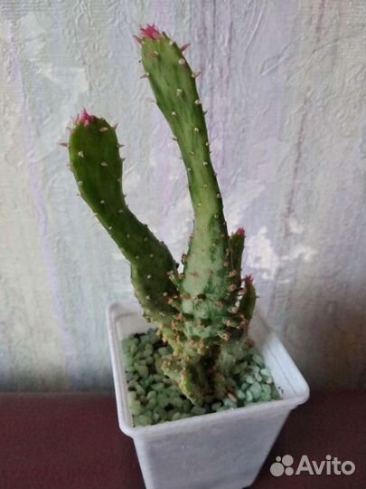 Кактус опунция с розовыми колючками