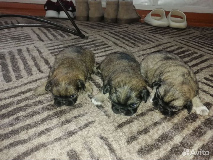 Щенки пекинеса