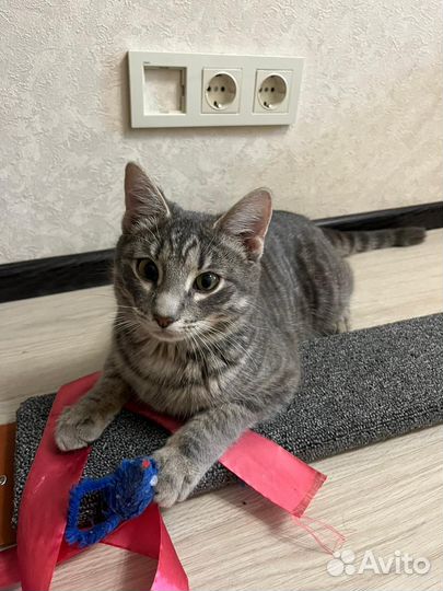Обаятельный котик Мурзик