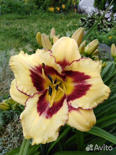 Многолетние садовые растения