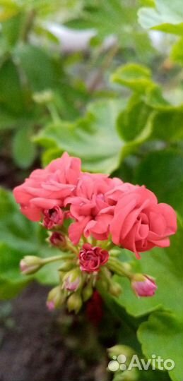 Пеларгония герань