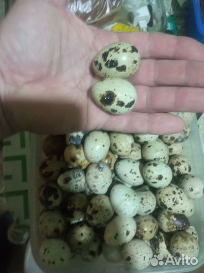 Яйца перепелиные домашние