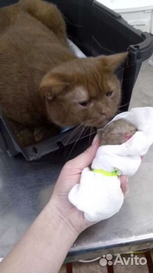 Ветеринарный врач на дом