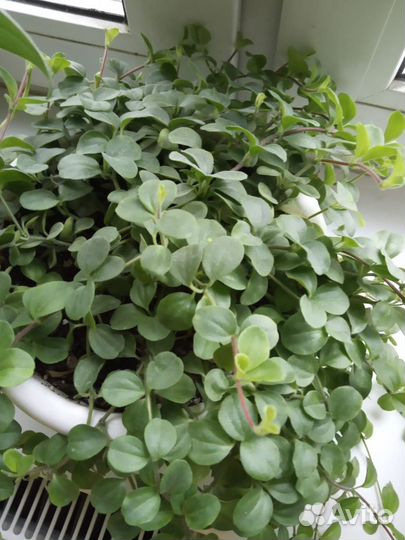 Комнатные домашние растения(отростки)