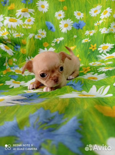 Мини мальчики