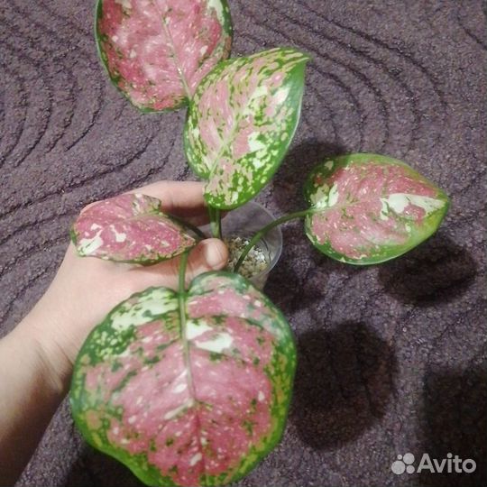 Аглаонема Триколор