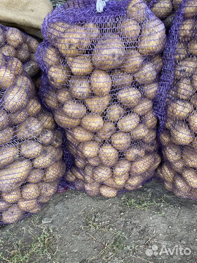 Продам картофель. Сорт Гала