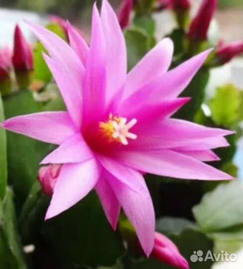 Декабрист(рипсалидопсис)