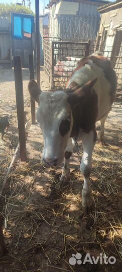 Корова телка