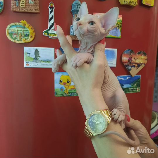 Канадский сфинкс котята