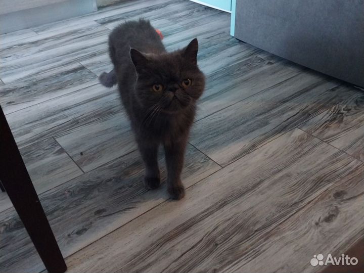 Отдам в добрые руки