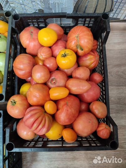 Помидоры 10 кг