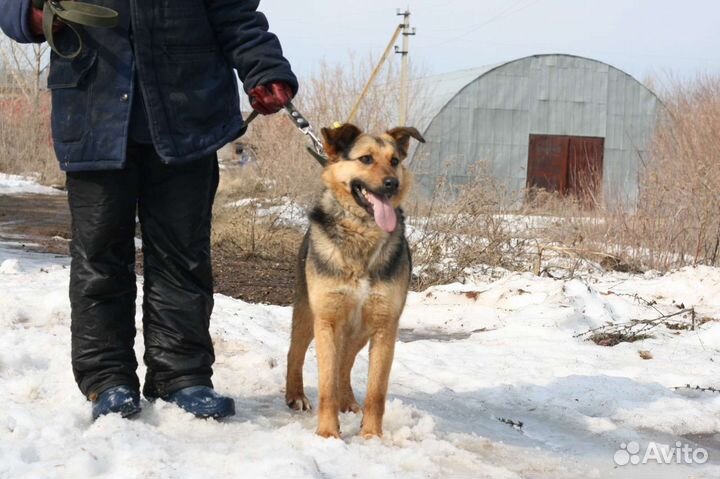 Собака в добрые руки