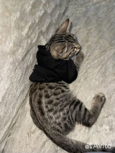 Бенгальский котик