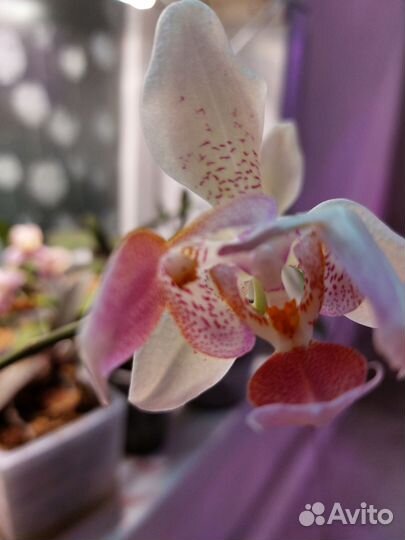 Орхидея фаленопсис Майя- трилипс