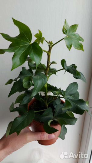 Фатсхедера