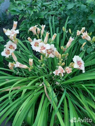 Рассада многолетних цветов