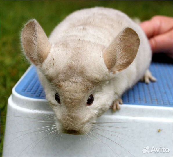 Цветные малыши