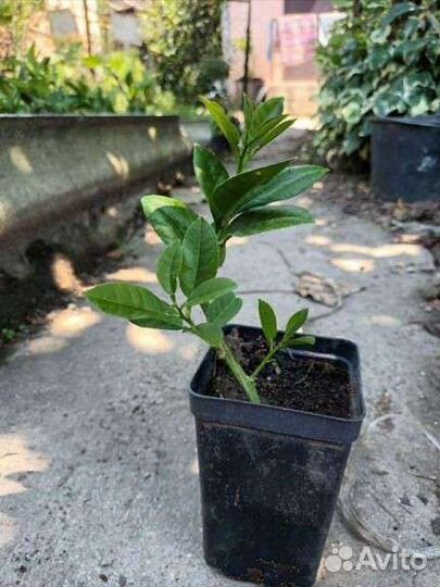 Саженцы лимона мейера