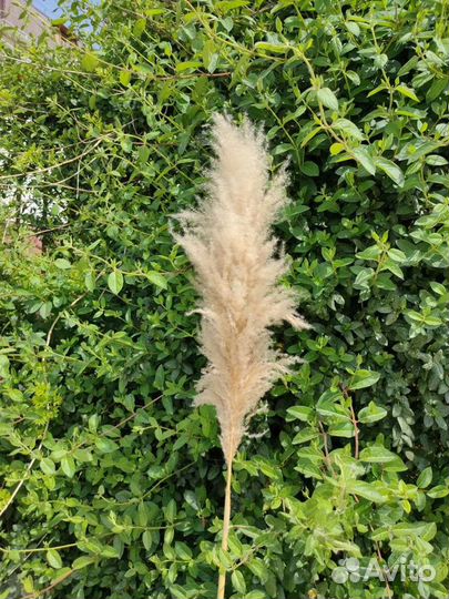 Декор. Сухоцветы